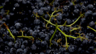 Detroit Vineyards grapes 