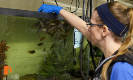 Feeding Frenzy: Watch the Belle Isle Aquarium’s Fish Get Fed