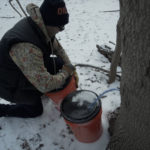Tapping Into Their Roots: Detroit Sugarbush Project Collects Sap From Rouge Park As Cultural Practice